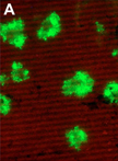 A Protocol to Measure the Extent of Cell-to-cell Movement of RNA Viruses in Planta