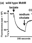 Measurement of Proton-driven Antiport in Escherichia coli