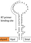Determination of the Secondary Structure of an RNA fragment in Solution: Selective 2`-Hydroxyl Acylation Analyzed by Primer Extension Assay (SHAPE)