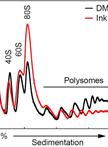 Polysome Profiling Analysis
