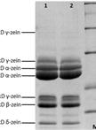 Maize Endosperm Protein Extraction and Analysis