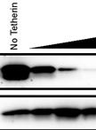 HIV-1 Virus-like Particle Budding Assay