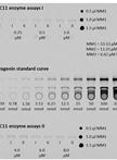 Determination of Enzyme Kinetic Parameters of UDP-glycosyltransferases