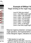 DNase I Footprinting to Identify Protein Binding Sites
