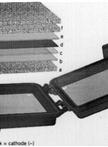 Western Blot Analysis of Chloroplast HSP70B in Chlorella Species 