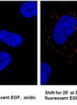 Epidermal Growth Factor (EGF) Receptor Endocytosis Assay in A549 Cells