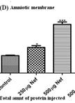 Assay of Blood Brain Barrier and Placental Barrier Permeability