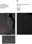 In vivo Neurogenesis