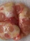 Generation of Mouse Lung Epithelial Cells