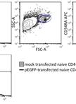 Transfection of Human Naive CD4+ T Cells with PHA Activation and Neon Electroporation