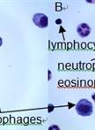Bronchoalveolar Lavage and Lung Tissue Digestion 