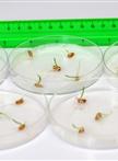 Measuring Germination Percentage in Wheat