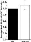 Cell Surface Protein Biotinylation and Analysis