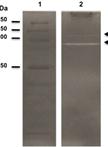 Zymogram Assay for the Detection of Peptidoglycan Hydrolases in Streptococcus mutans