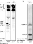 Metabolic Labeling of Yeast Sphingolipids with Radioactive D-erythro-[4,5-<sup>3</sup>H]dihydrosphingosine