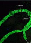 Fluorescence in situ Hybridization to the Polytene Chromosomes of Anopheles Mosquitoes