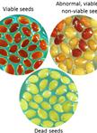 Seed Germination and Viability Test in Tetrazolium (TZ) Assay