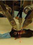 Generation of Mouse Spinal Cord Injury 