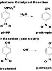 Protein Extraction, Acid Phosphatase Activity Assays, and Determination of  Soluble Protein Concentration