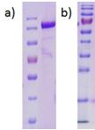 Heterologous Production and Anaerobic Purification of His- and StrepII-tagged Recombinant Proteins 