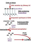 Genomic 8-oxo-7,8-dihydro-2'-deoxyguanosine Quantification