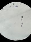 Colony Immunoblotting Assay for Detection of Bacterial Cell-surface or Extracellular Proteins