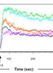 Flow Cytometric Analysis of Calcium Influx Assay in T cells