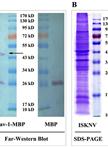 Virus Overlay Assay (Far-Western blotting)