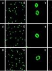 Measurement of Endogenous H2O2 and NO and Cell Viability by Confocal Laser Scanning Microscopy