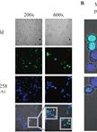 Bimolecular Fluorescence Complementation (BiFC) Assay for Direct Visualization of Protein-Protein Interaction in vivo