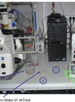 Protocol for T-cell Adhesion Strength on Tumor Cells under Flow Conditions