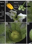 Ovule Clearing Method for Solanaceous Species