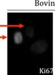 Ki67 Immunofluorescence on Bovine Cell Lines