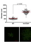 Immunoplaque Assay (Influenza Virus)