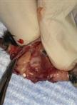 Dissection of Different Areas from Mouse Hippocampus