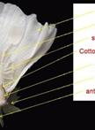 Cotton Ovules Culture and Analysis