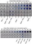 Assay to Evaluate Vascular Permeability Induction in Mice