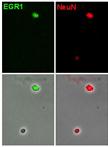 Cell Cycle Analysis in the Vertebrate Brain Using Immunolabeled Fresh Cell Nuclei