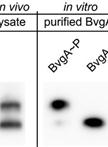 Separation and Detection of Phosphorylated and Nonphosphorylated BvgA, a Bordetella pertussis Response Regulator, in vivo and in vitro