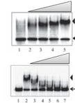 Analysis of RNA-protein Interactions Using Electrophoretic Mobility Shift Assay (Gel Shift Assay)