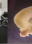 Preparation of Primary Neurons from Rat Median Preoptic Nucleus (MnPO)