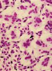 Influenza Virus-cell Fusion Inhibition Assay