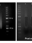 Library Construction for Genome-wide Bisulfite Sequencing in Plants