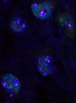 小鼠和狒狒冰冻切片的ImmunoFISH试验