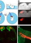 Ex utero Electroporation into Mouse Embryonic Neocortex