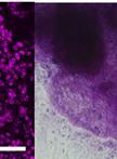 Intestinal Differentiation of Mouse ESCs