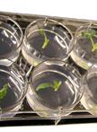 In vitro Nematode Infection on Potato Plant