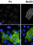 Cell Surface Protein-protein Binding on COS-7 Cells