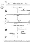 Detection of <em>piggyBac</em>-mediated Transposition by Splinkerette PCR in Transgenic Lines of <em>Strongyloides ratti</em>