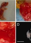Neuron Culture from Mouse Superior Cervical Ganglion